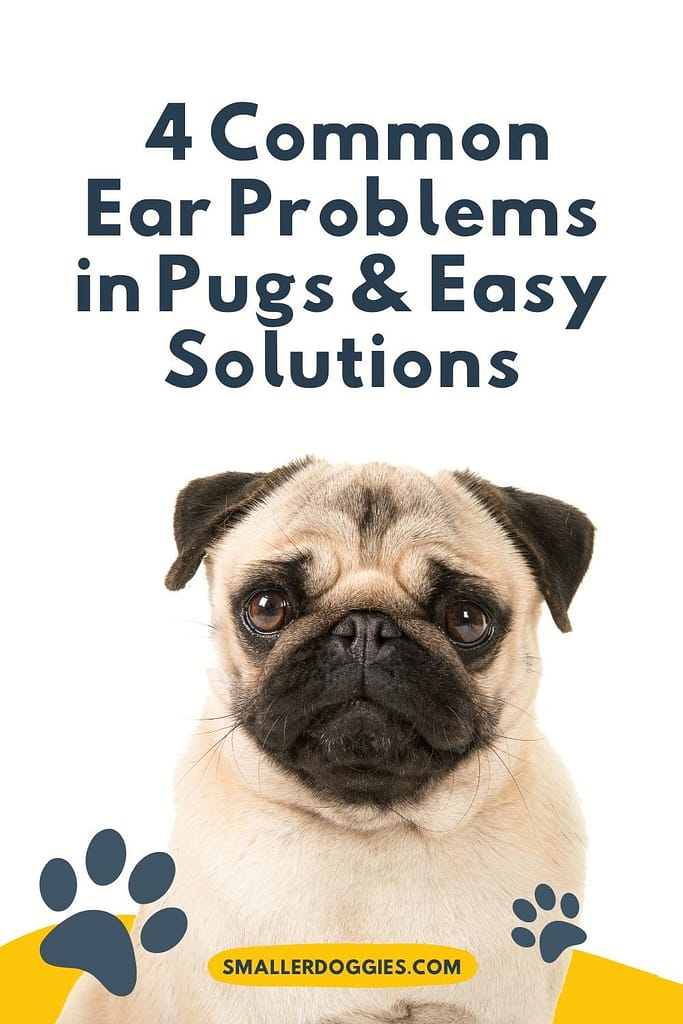 Overview Of Pug Ears 4 Common Ear Problems In Pugs & Easy Solutions