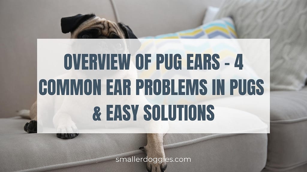 Overview Of Pug Ears 4 Common Ear Problems In Pugs & Easy Solutions