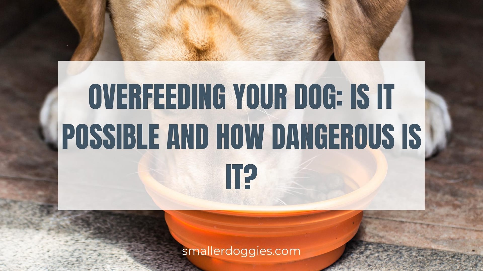 Overfeeding Your Dog Is It Possible And How Dangerous Is It? Smaller