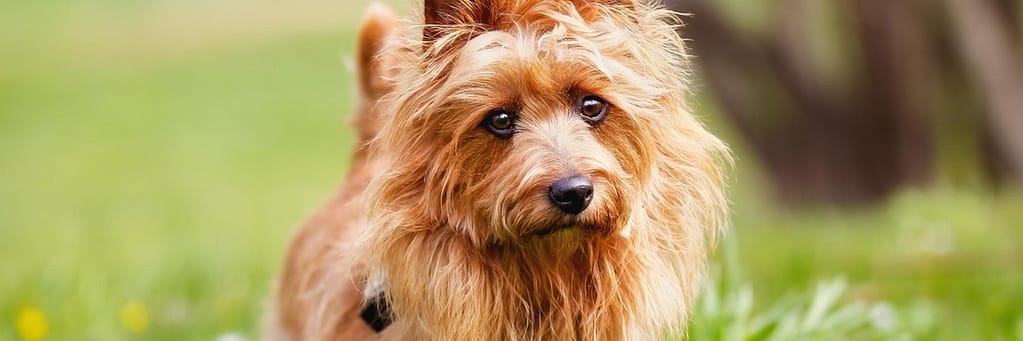 Australian Terrier Dog 