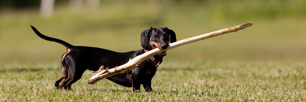 A Dachshund playing with a stick 