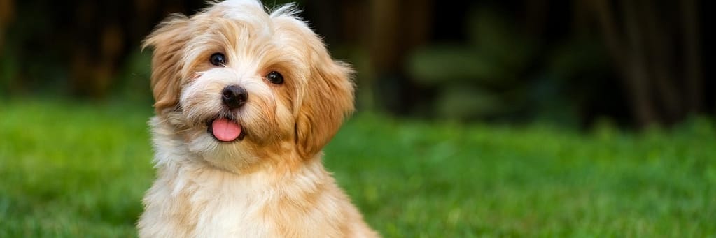 Havanese Dog 