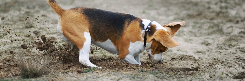 beagle digging in the dirt 