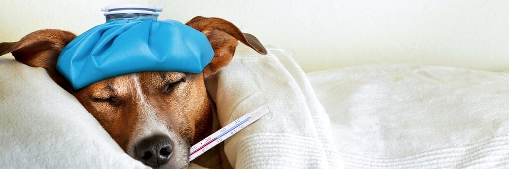12 signs your dog is sick