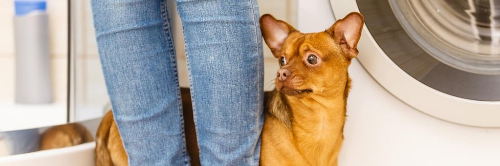 Anxiety in dogs: Everything you need to know