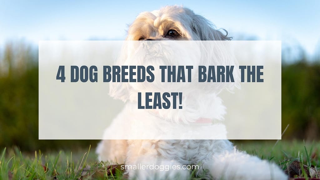 4 Dog Breeds That Bark The Least! Smaller Doggies