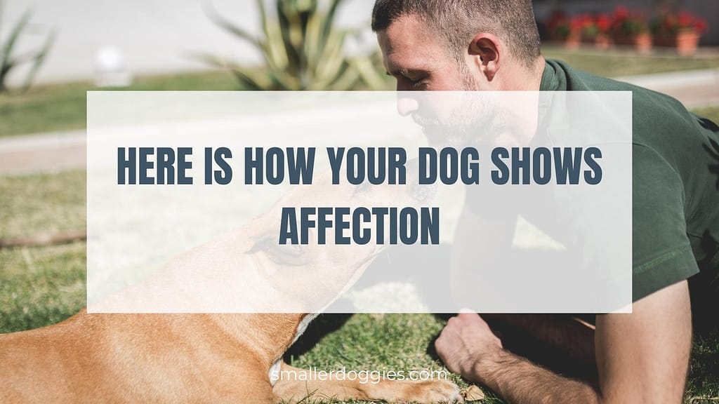 Here is how your dog shows affection