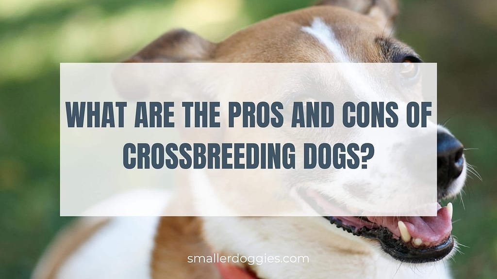 What Are The Pros And Cons Of Crossbreeding Dogs? Smaller Doggies
