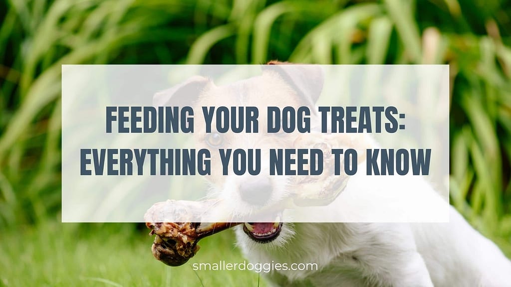 Feeding your dog treats Everything you need to know