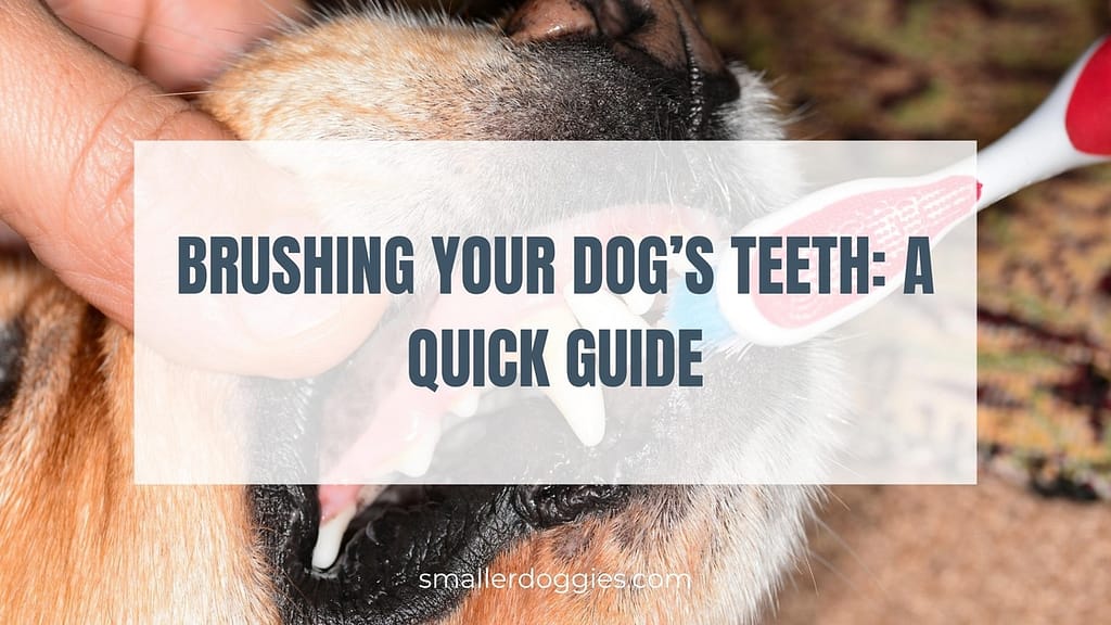 Brushing Your Dog's Teeth A Quick Guide Smaller Doggies