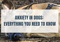 Anxiety in dogs Everything you need to know