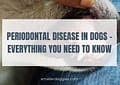 Periodontal Disease In Dogs – Everything you need to know