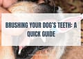 Brushing Your Dog’s Teeth A Quick Guide