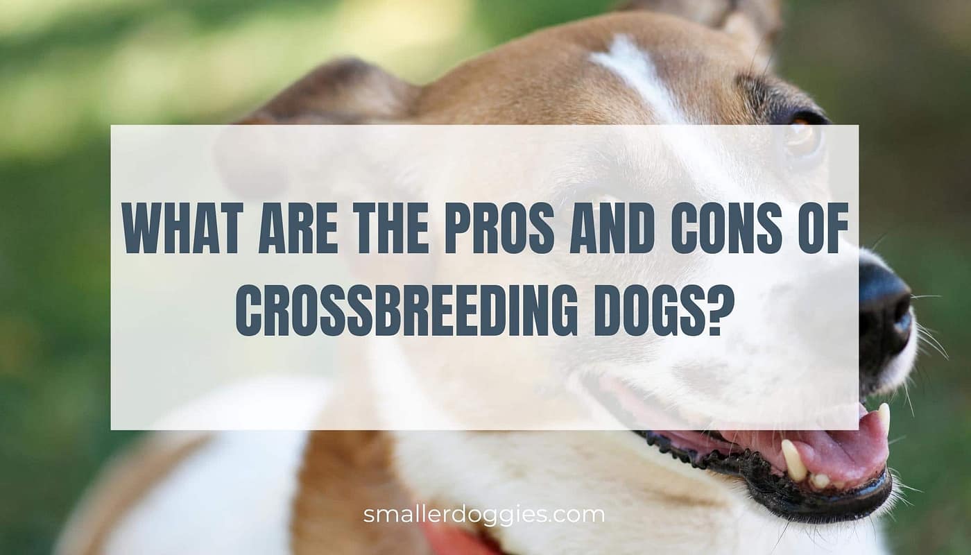 What Are The Pros And Cons Of Crossbreeding Dogs? Smaller Doggies