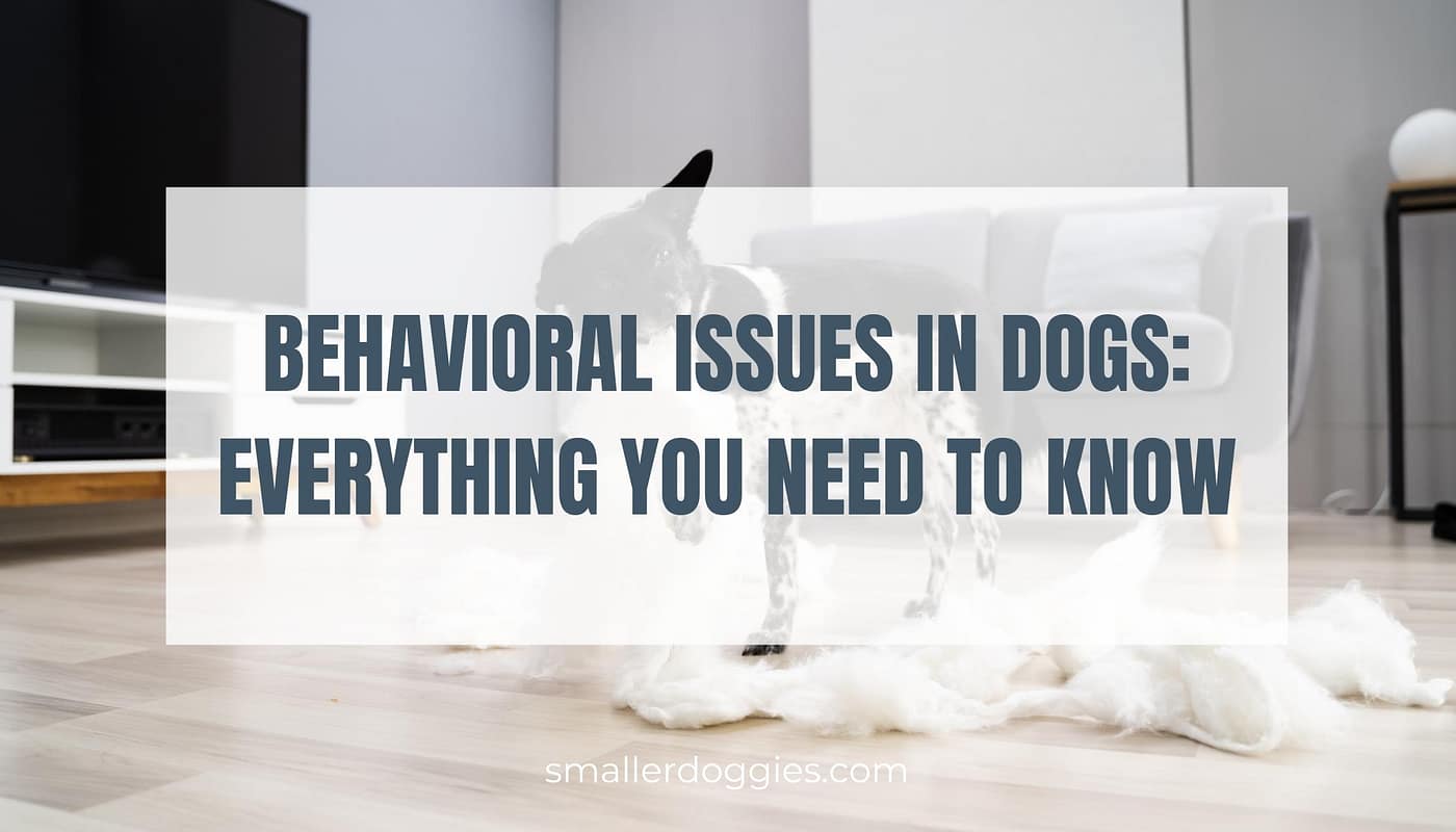 Behavioral Issues In Dogs Everything You Need To Know Smaller Doggies