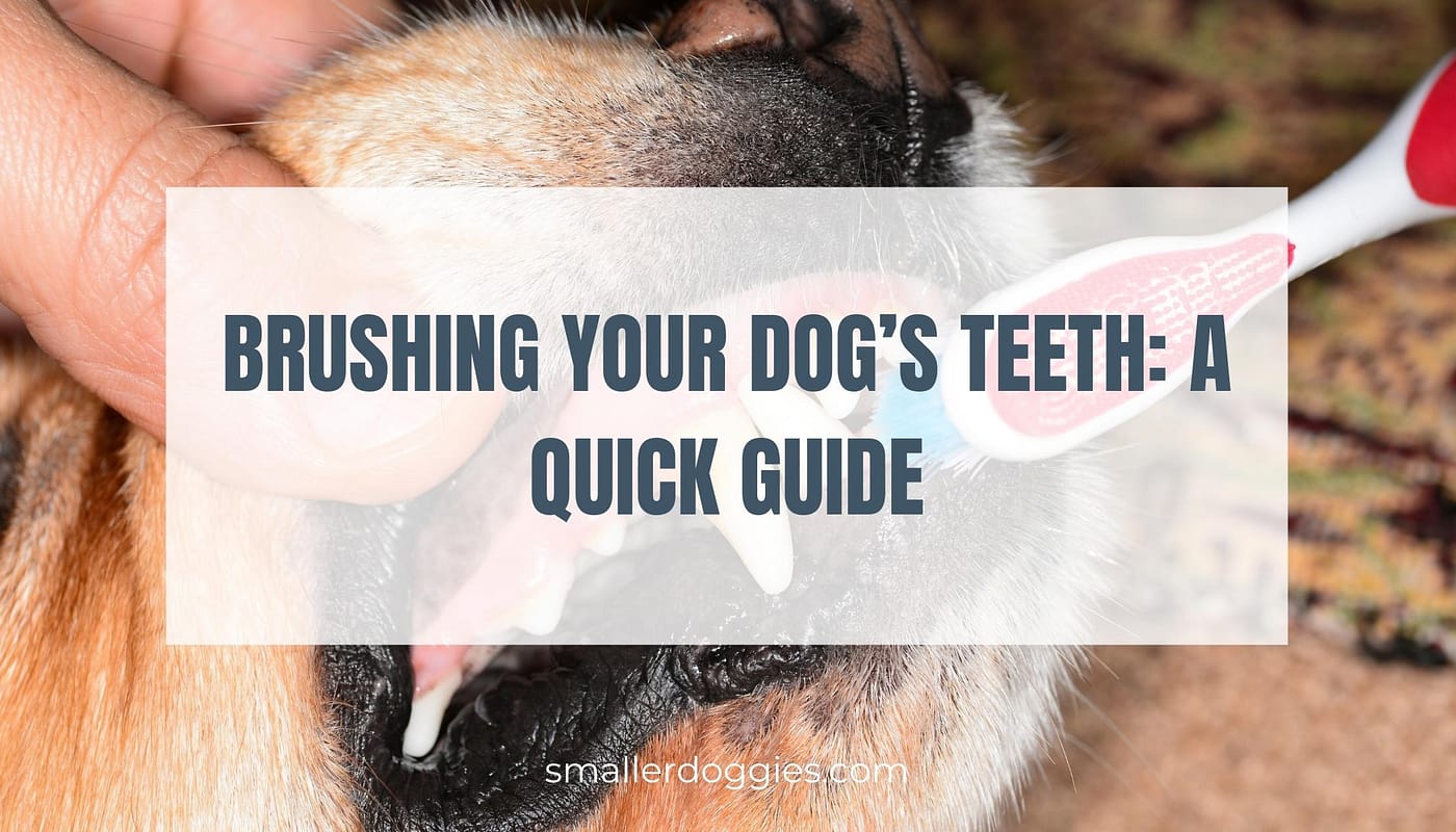 Brushing Your Dog's Teeth: A Quick Guide | Smaller Doggies