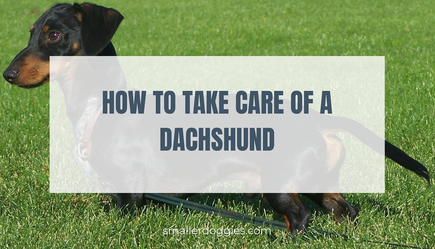how-to-take-care-of-a-Dachshund