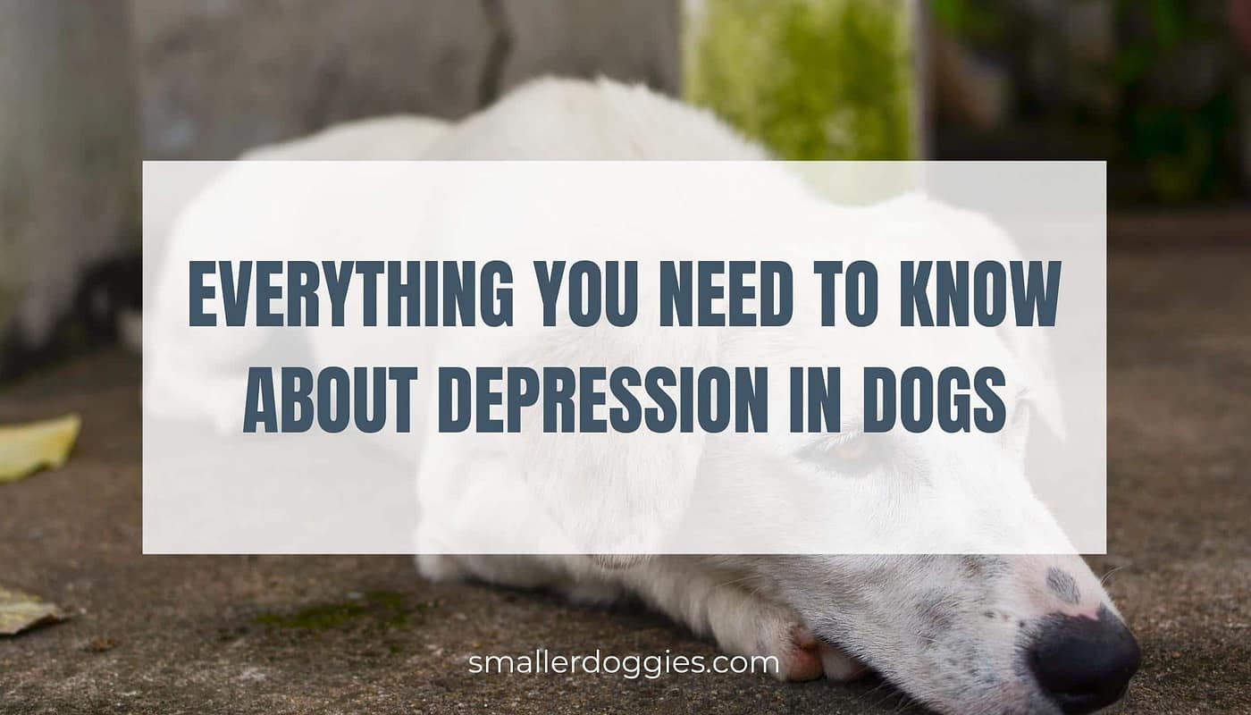 Everything you need to know about depression in dogs