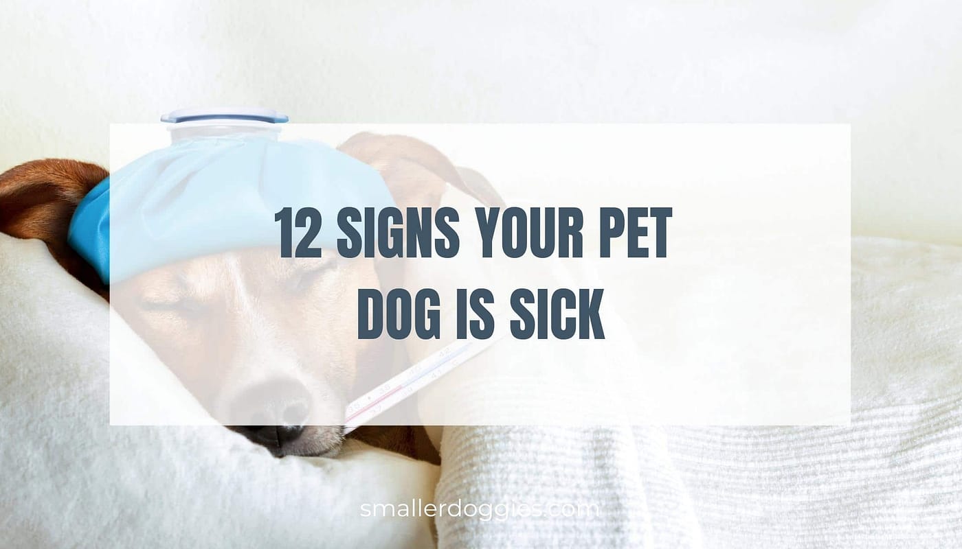 12 Signs Your Pet Dog is Sick