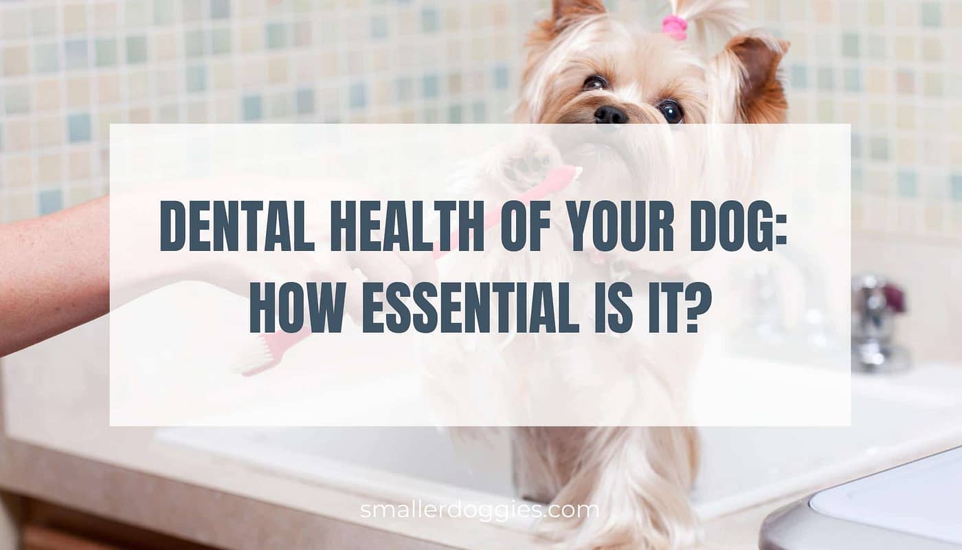 Dental Health of your dog How essential is it