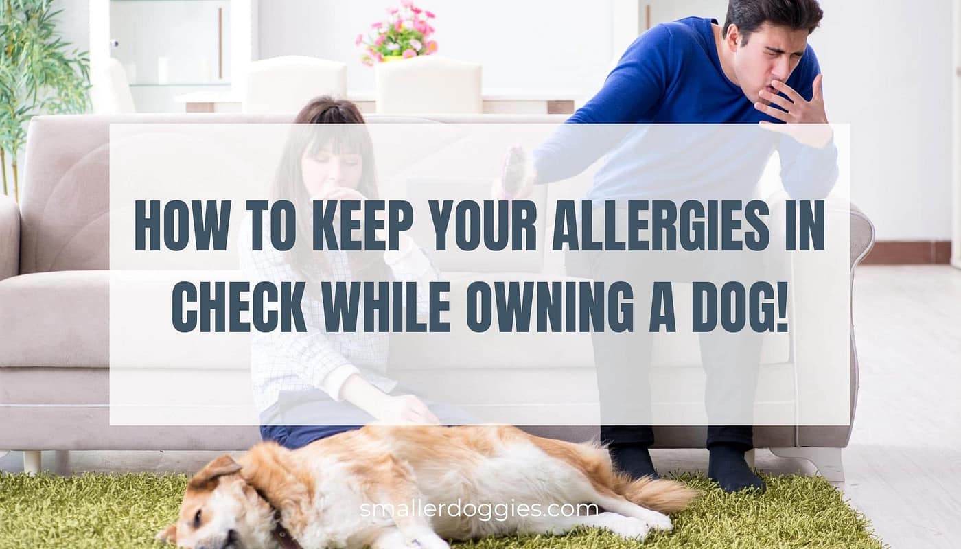 How to keep your allergies in check while owning a dog!