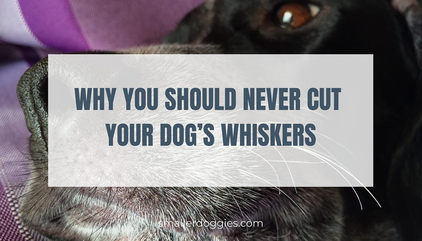 Why you should NEVER cut your dog's whiskers