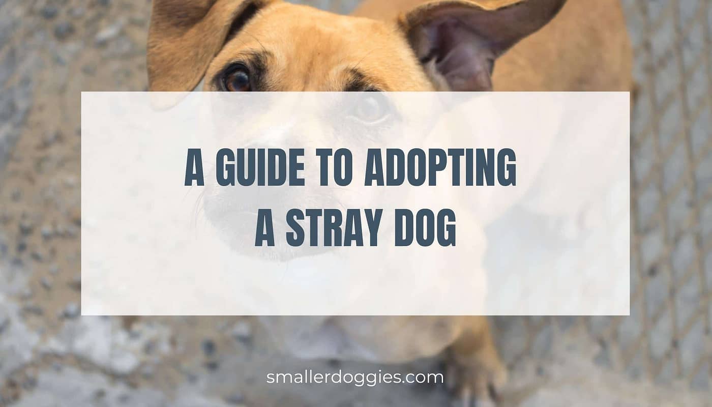 A Guide To Adopting A Stray Dog