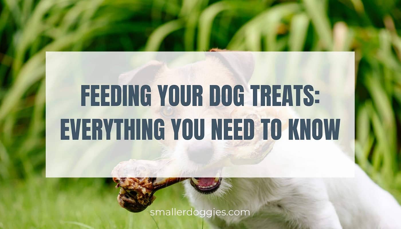 Feeding your dog treats Everything you need to know