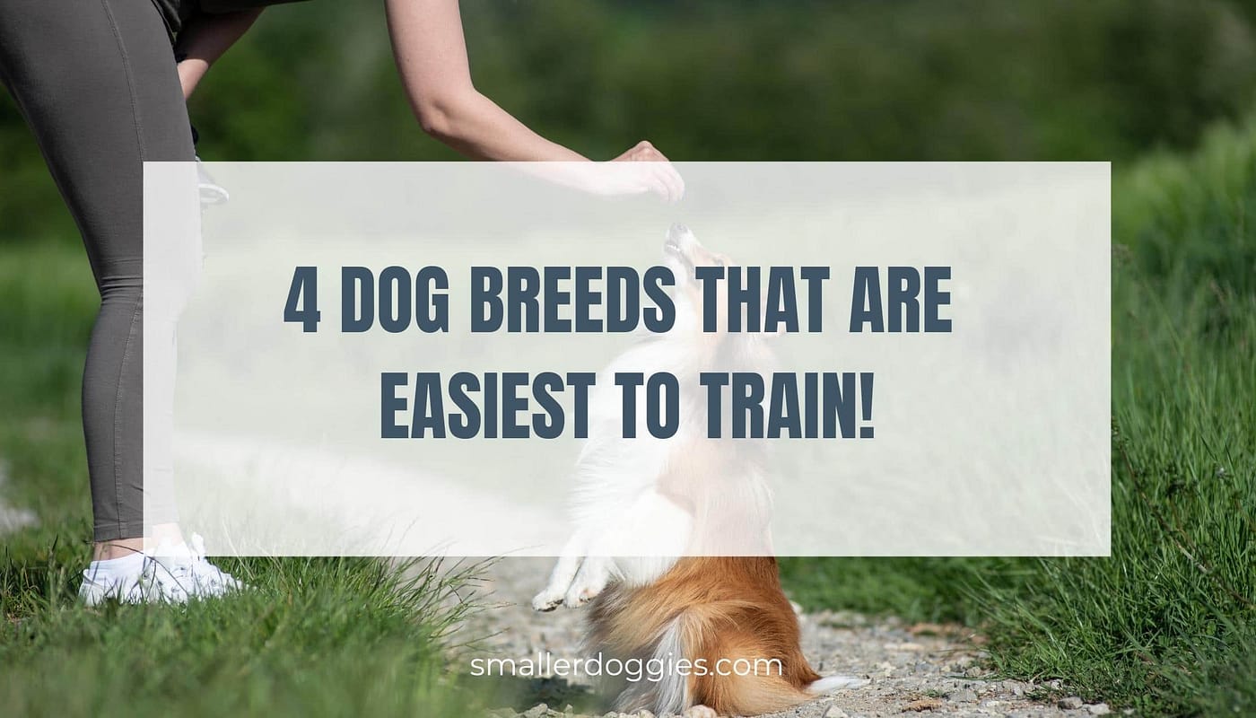 Four dog breeds that are easiest to train!