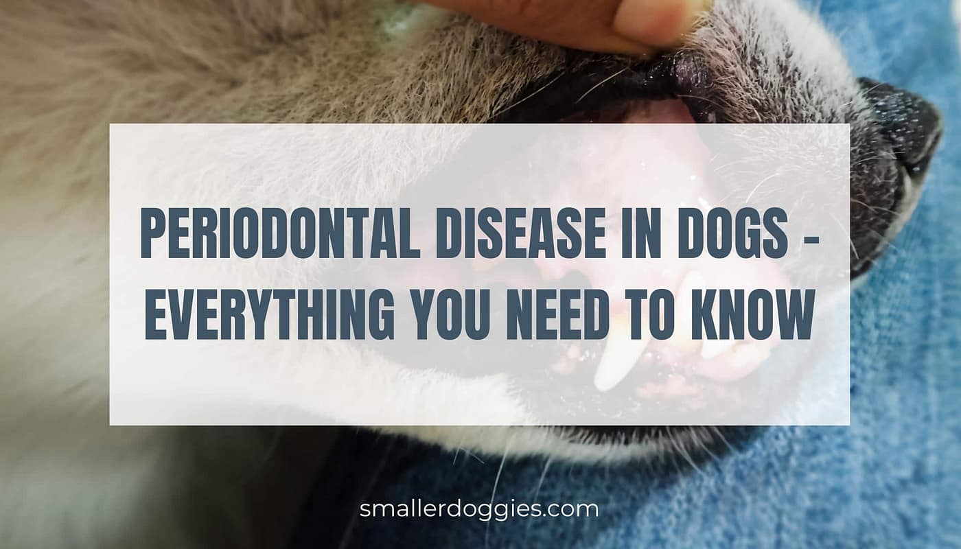 Periodontal Disease In Dogs – Everything you need to know