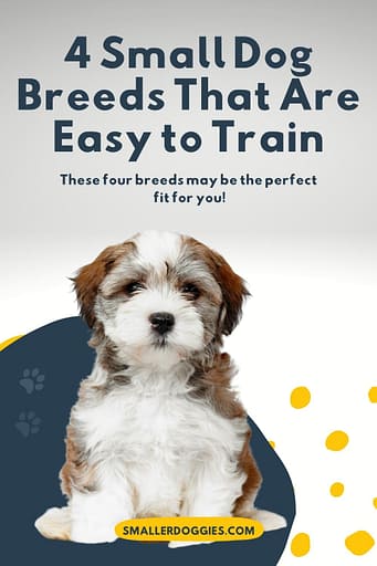 If you're looking for a small dog breed that is easy to train, look no further. These four breeds are known for being some of the easiest dogs to train. So if you're new to dog ownership or just want a pup who is super easy to obedience train, these are the perfect breeds for you! 