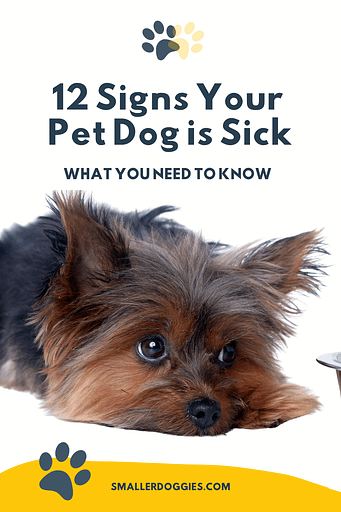 12 Signs Your Pet Dog is Sick | If you want your dog to lead a happy and healthy life, you need to be able to identify these early signs of distress.
Identifying before they get to a life-threatening stage is crucial for the betterment of your dog. 