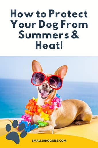 How to protect your dog from summers and heat!