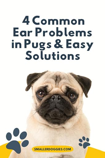  4 Common Ear Problems in Pugs & Easy Solutions


