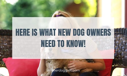 Here is what new dog owners need to know!