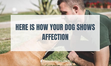 Here is how your dog shows affection