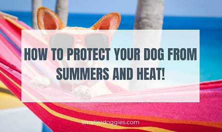 How to protect your dog from summers and heat!