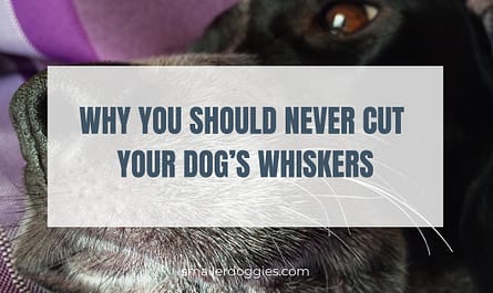 Why you should NEVER cut your dog's whiskers