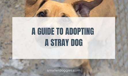 A Guide To Adopting A Stray Dog