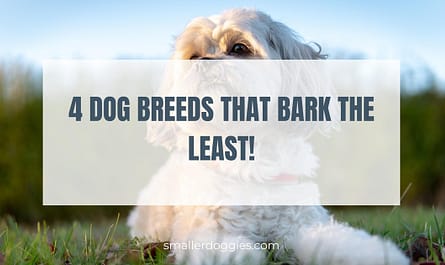 4 Dog breeds that bark the least!
