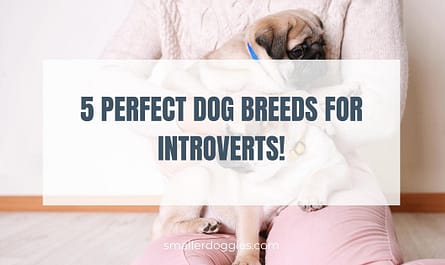 5 Perfect dog breeds for introverts! | Smaller Doggies