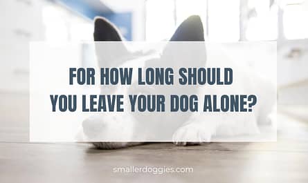 For how long should you leave your dog alone