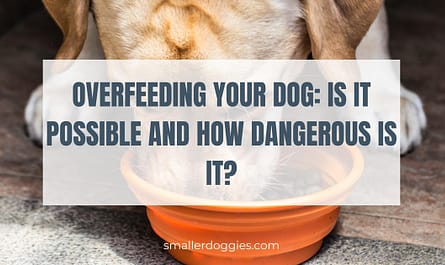 Overfeeding your dog Is it possible and how dangerous is it