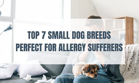 Top 7 Small Dog Breeds Perfect for Allergy Sufferers
