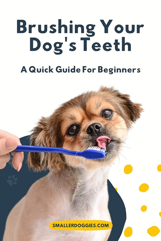 Brushing Your Dog's Teeth: A Quick Guide | Smaller Doggies