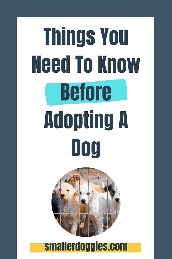 So you have thought about adopting a dog! That's great! Adopting a pet is not only a rewarding experience for you, but you are giving a dog a second chance at life. Although they may look cute, there are a few things to consider before you take the dog home. #adoptadog #shelter #petadoption