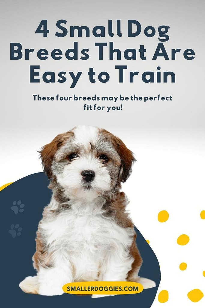 If you're looking for a small dog breed that is easy to train, look no further. These four breeds are known for being some of the easiest dogs to train. So if you're new to dog ownership or just want a pup who is super easy to obedience train, these are the perfect breeds for you! 