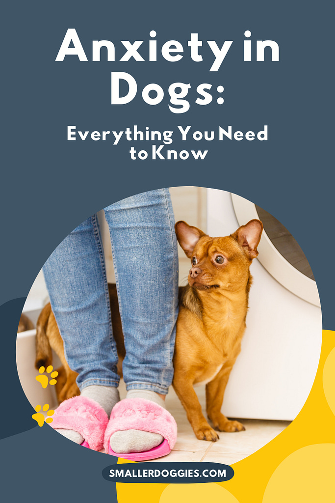 According to a study, more than 70% of dogs were reported to be going through some kind of anxiety. In this article, take a look at everything related to anxiety in dogs and how you can tell if your dog has anxiety. #smallerdoggies #dogs #anxiety
