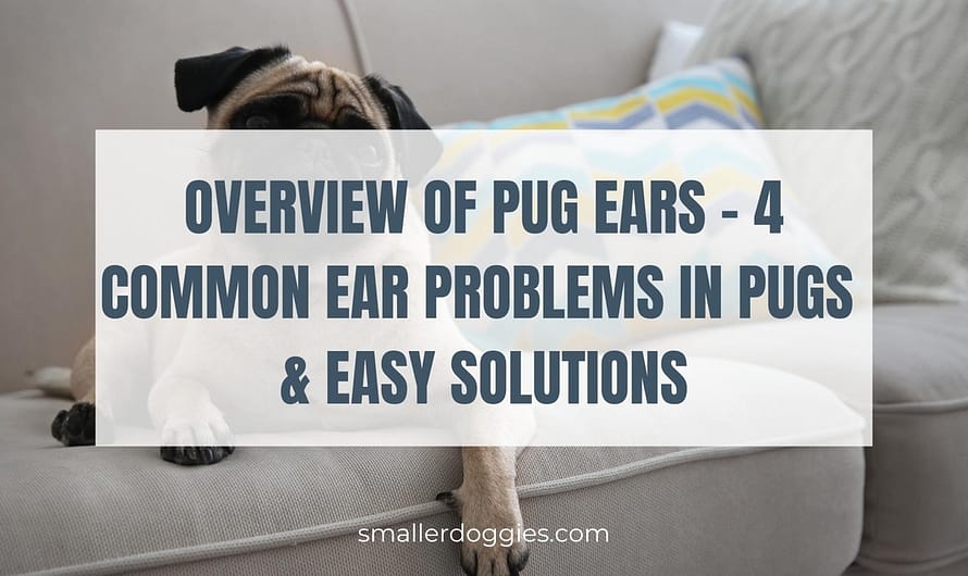 Overview of Pug Ears – 4 Common Ear Problems in Pugs & Easy Solutions