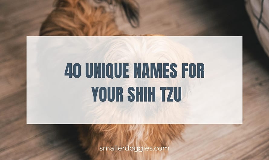 40 Unique Names for your Shih Tzu